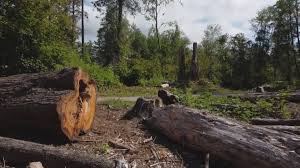 Best Firewood Processing and Delivery  in Bountiful, UT