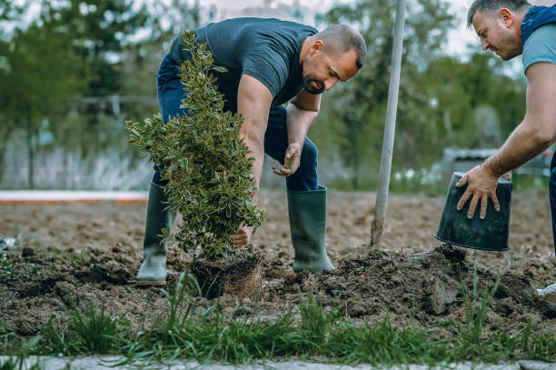 Best Lawn Mowing  in Bountiful, UT
