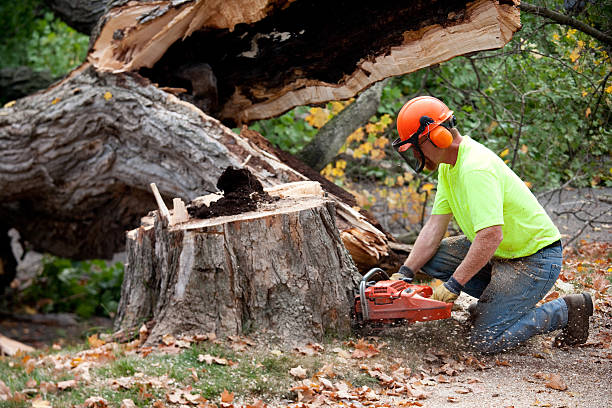 Best Tree Disease Treatment  in Bountiful, UT