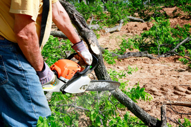 Best Landscape Design and Installation  in Bountiful, UT